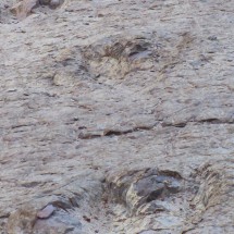 Footprints of Dinosaurs